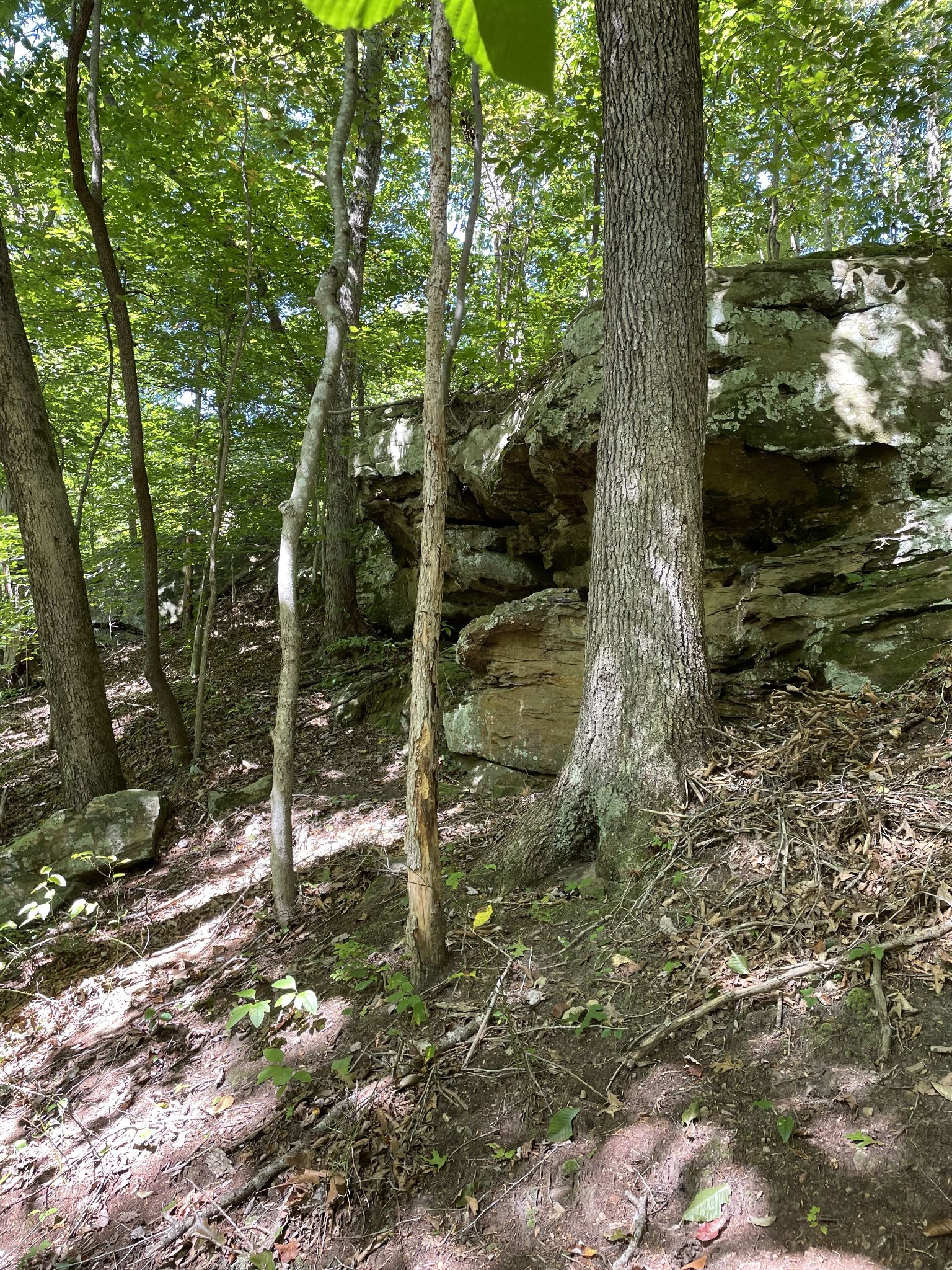 Lawrence county sandstone habitat